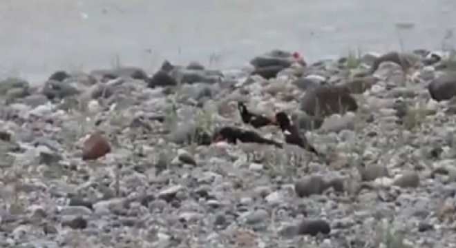 Aras Nehri poyraz kuşları ile cıvıl cıvıl