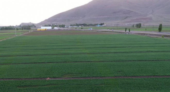 Erzurum’da 445.5 bin dekar tarım arazisi suyla buluştu