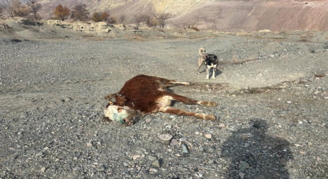 Şaplı hayvanlar meraya atıldı!!