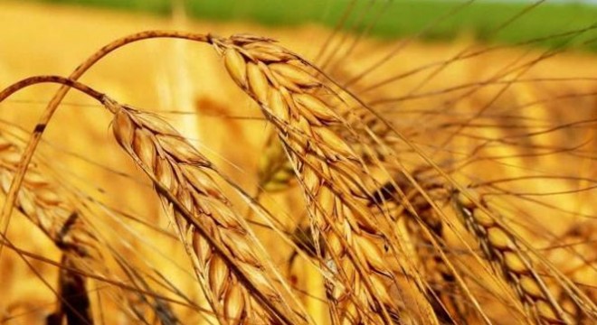 Tarım - ÜFE yıllık yüzde 21,91 arttı