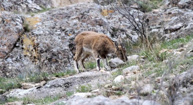 Uzundere’de yabani dağ keçileri görüntülendi