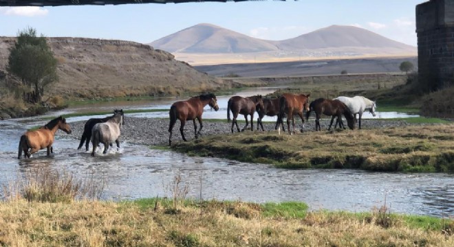 Yılkı atları doğal ortamda görüntülendi