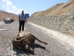 Oltu yolunda leş muamması