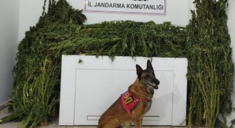 91 kilo esrar ele geçirildi