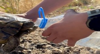 Erzurum'da bitkin düşen kaplumbağanın imdadına polis yetişti