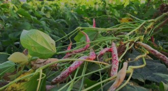 Erzurum'un bereket simgesi oldu