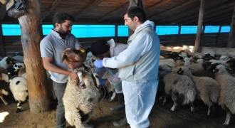 Küçükbaş hayvanlara kayıt altına alınıyor