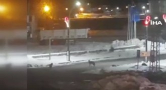 Kurtlar İlçe'ye indi