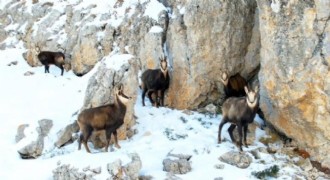 Munzur’un zirvesinde şamualar görüntülendi